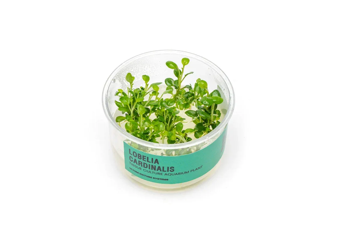 Lobelia Cardinalis UNS Tissue Culture