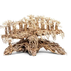 UNS Bonsai 017