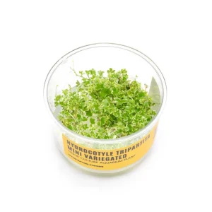 Hydrocotyle Tripartita Mini Variegated UNS Tissue Culture