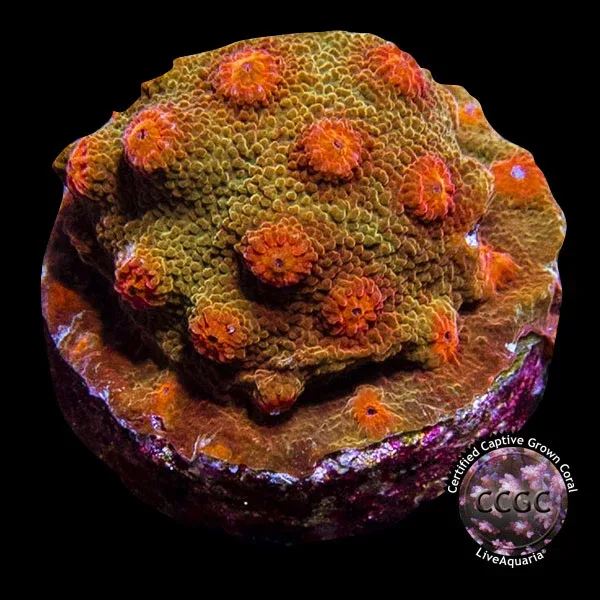 LiveAquaria® CCGC Aquacultured Coral Frag 3 Pack, Rainbow - Image 2