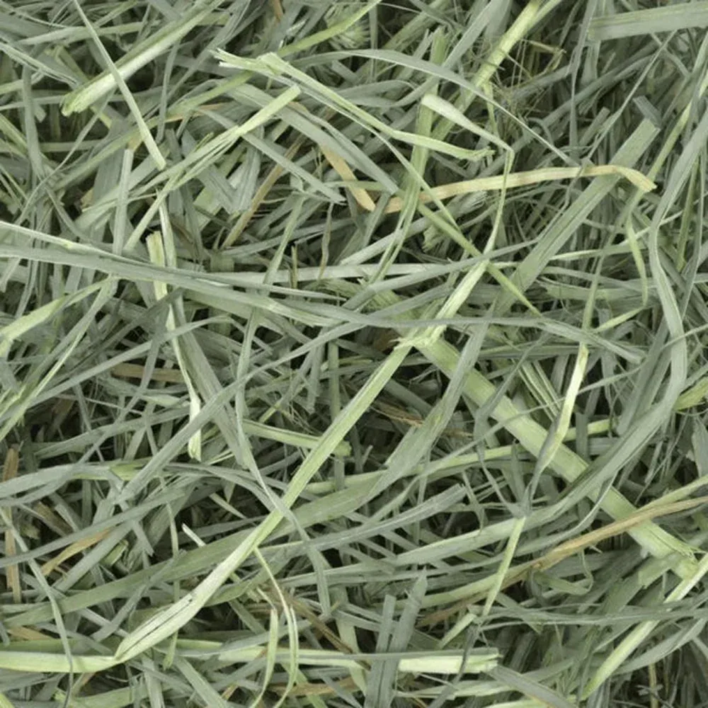 Oxbow Orchard Grass Hay for Rabbits, Hamsters and Guinea Pigs - Image 2