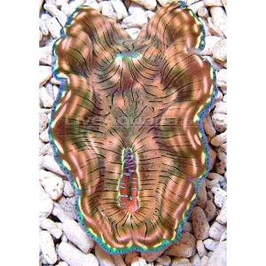 Derasa Clam, Thin Bar, Aquacultured