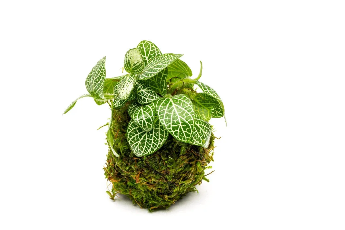 Fittonia Albivenis On Clay Moss Ball - Image 2