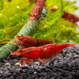 Fire Red Cherry Shrimp