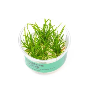 Echinodorus (Helanthium) Tenellus UNS Tissue Culture