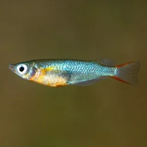 Daisy's Blue Rice Killifish