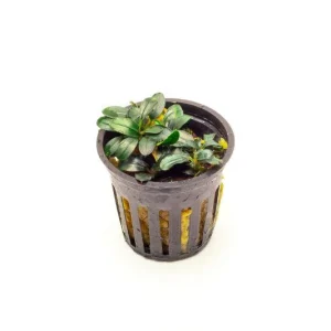Bucephalandra Mini Coin Pot