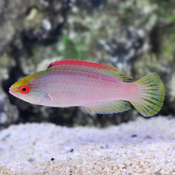 Pink Margin Fairy Wrasse - Image 2