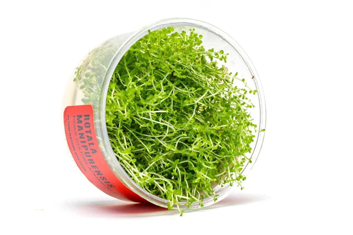 Rotala Manipurensis Tissue Culture - Image 2
