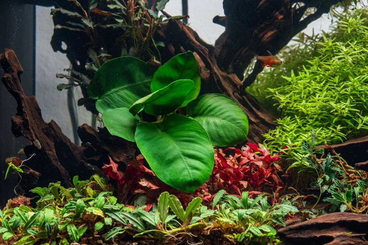 Anubias Barteri Broad Leaf - Image 2