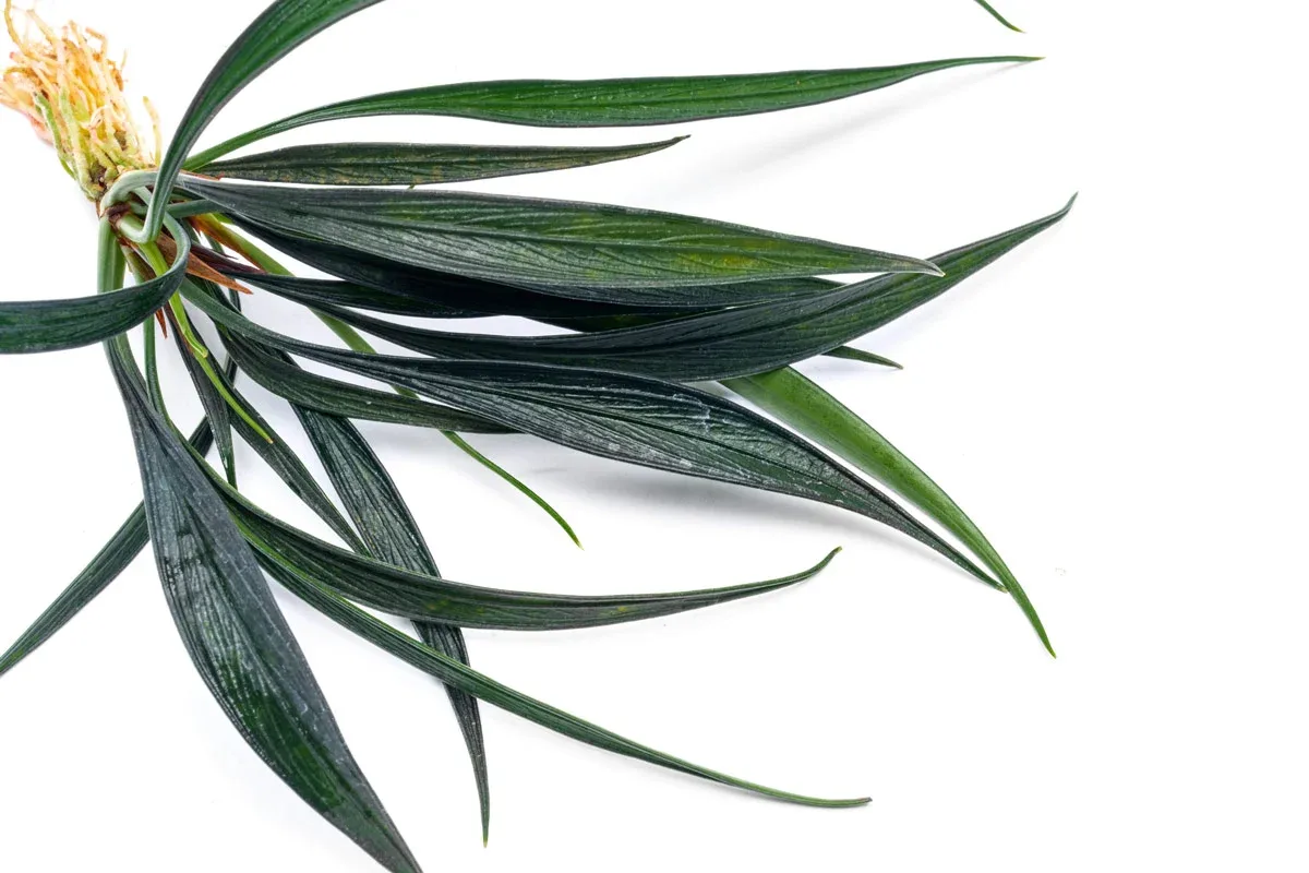 Josefia Intricata - Image 2
