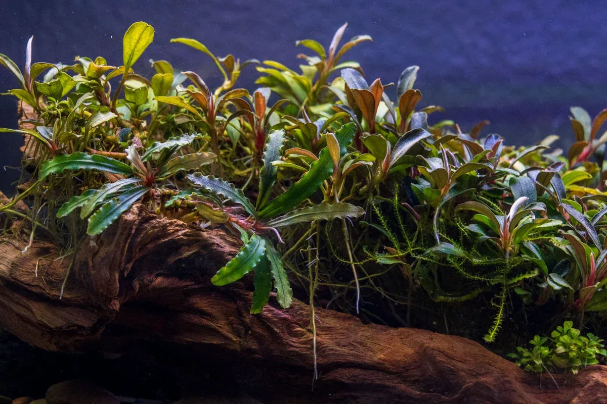 Bucephalandra Velvet (Farmed) - Image 2