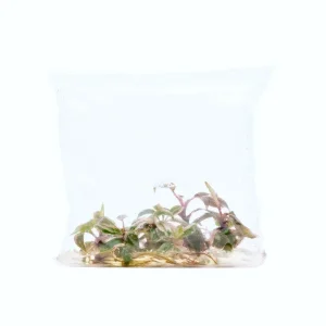 Philodendron Pink Princess