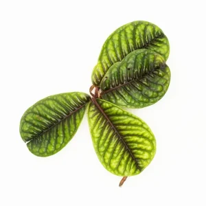 Ardisia Sp Tricolor Type 1