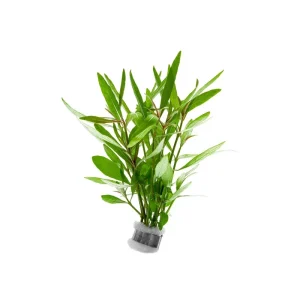 Hygrophila Lancea 'Araguaia'