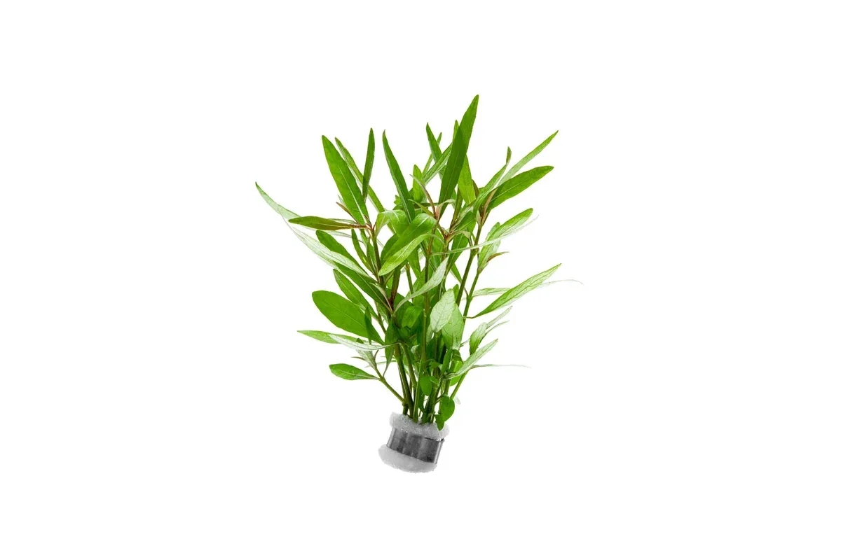 Hygrophila Lancea 'Araguaia'