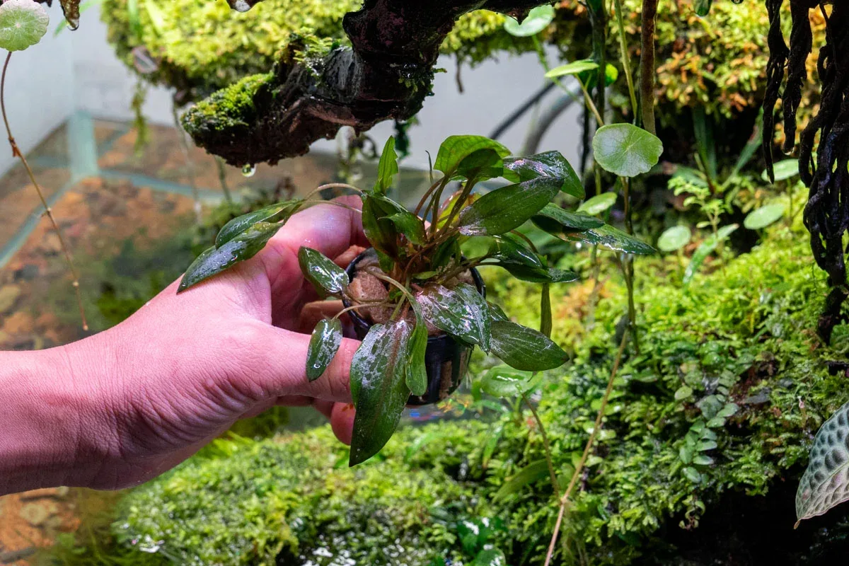 Cryptocoryne Florida Sunset - Image 2