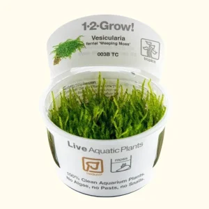 Vesicularia ferriei 'Weeping Moss' Tissue Culture