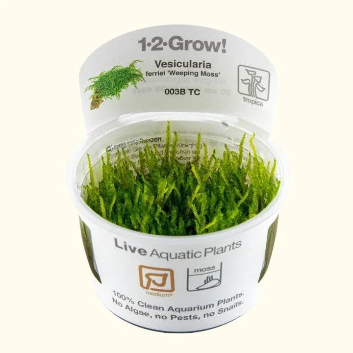 Vesicularia ferriei 'Weeping Moss' Tissue Culture