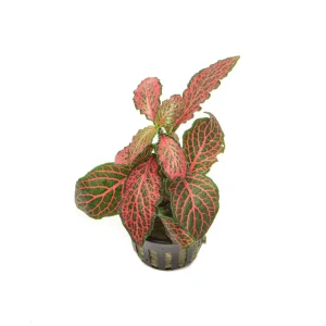 Fittonia Albivenis Red