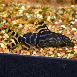 Synodontis angelicus X Eupterus hybrid
