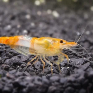 Orange Rili Shrimp