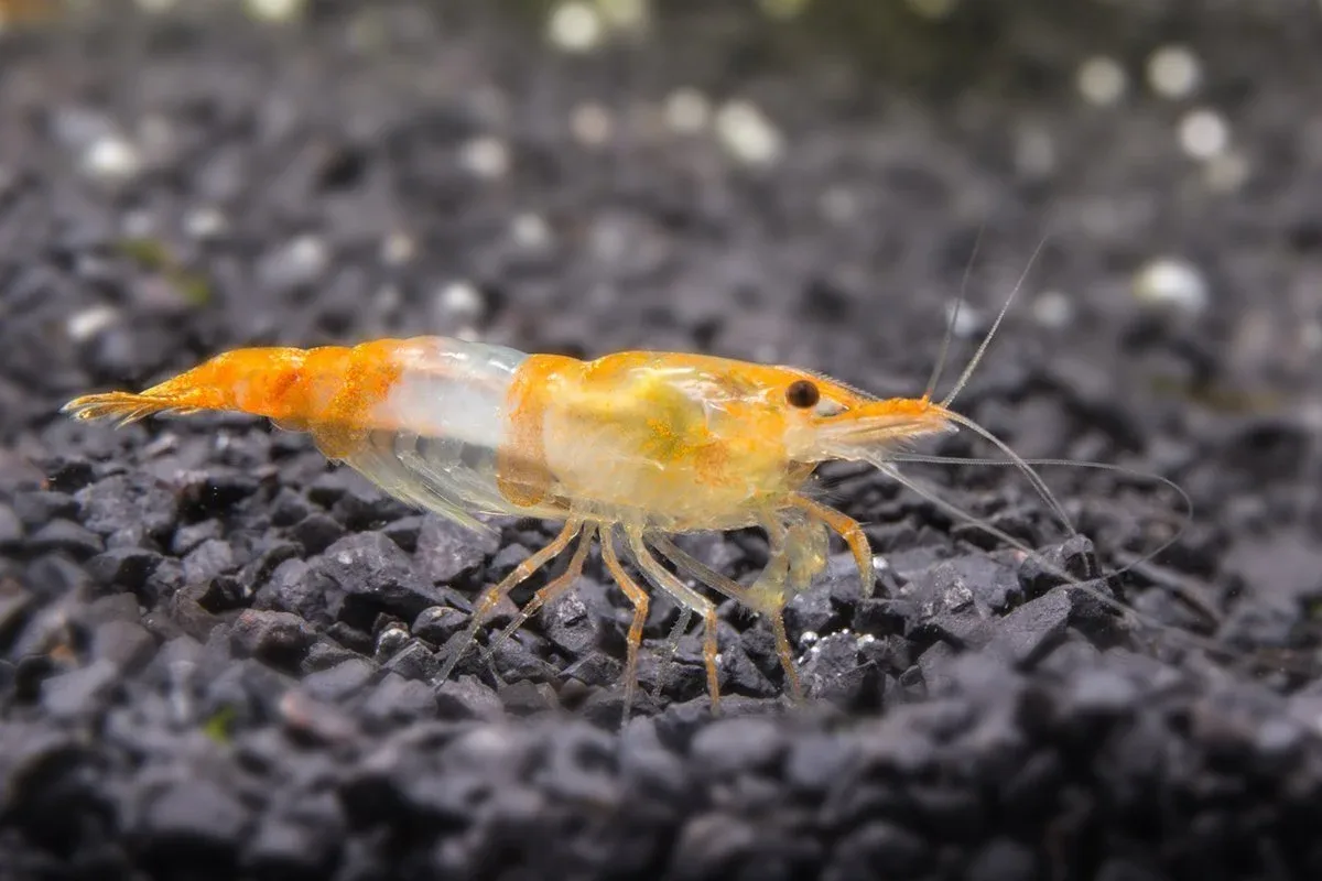 Orange Rili Shrimp
