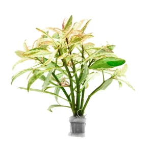 Ludwigia Pink