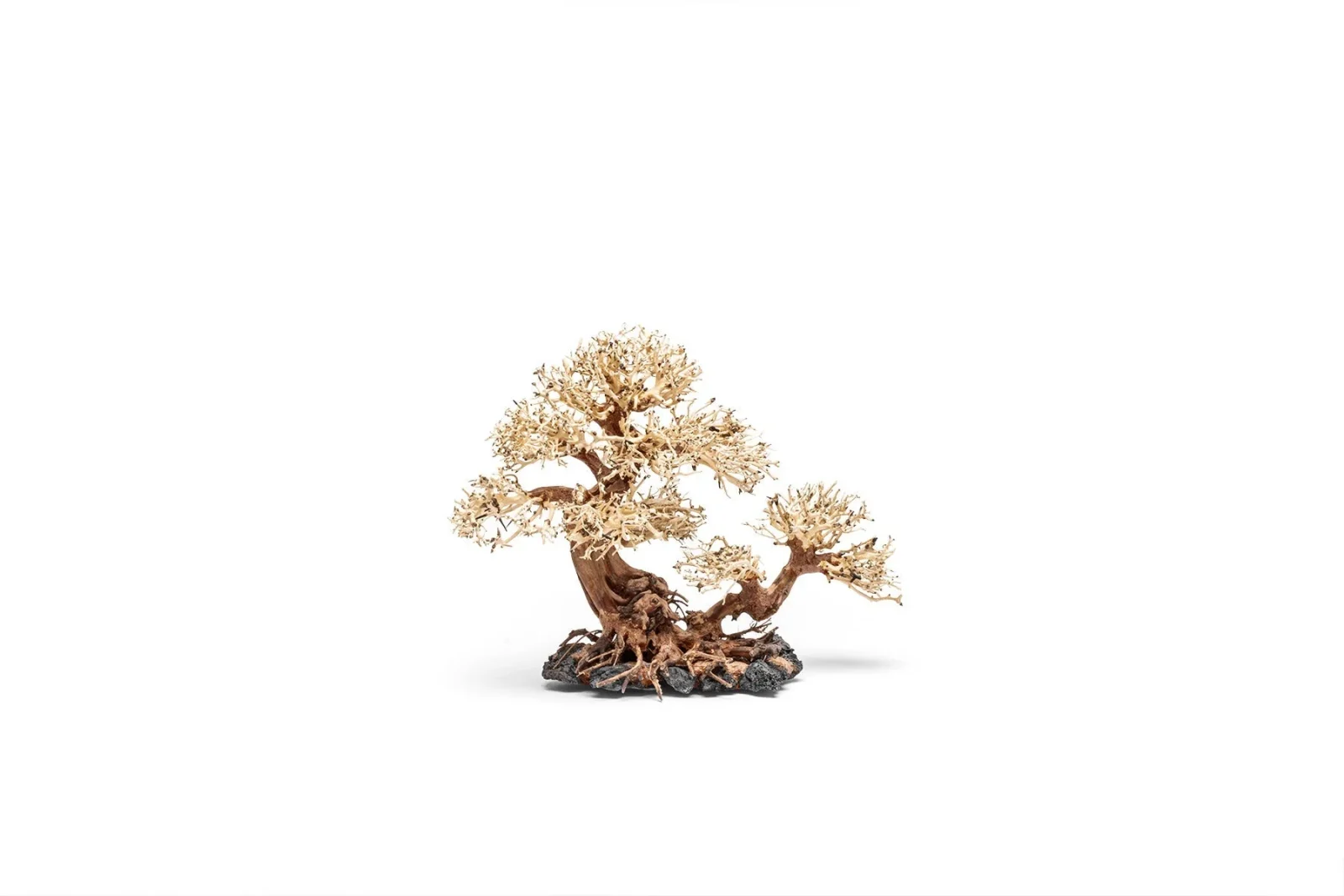 UNS Bonsai 011