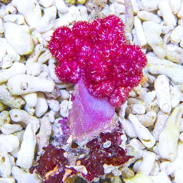 Carnation Tree Coral EXPERT ONLY - Image 2