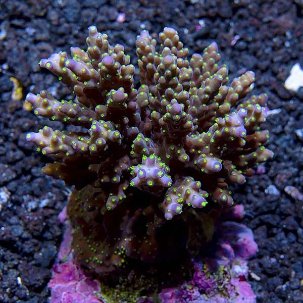 Acropora valida - Image 2
