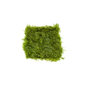 Mini Taiwan Moss on Stainless Steel