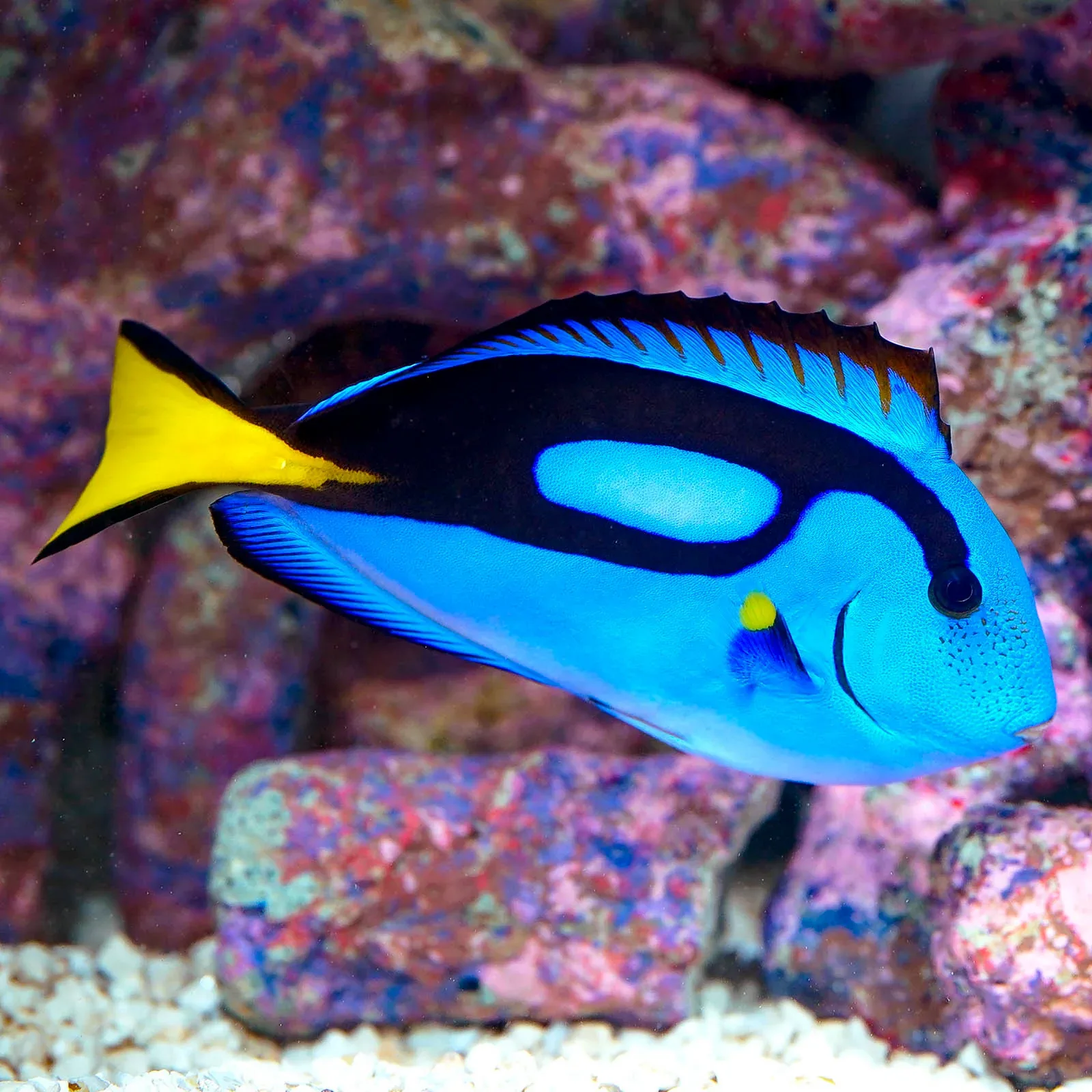 Blue Tang - Image 2