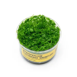Myriophyllum Elatinoides 'Snowflake' UNS Tissue Culture