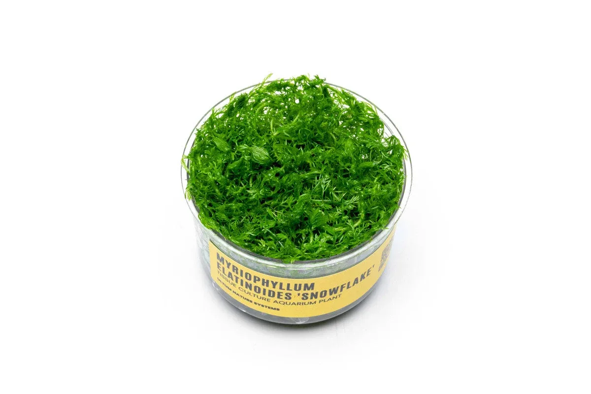 Myriophyllum Elatinoides 'Snowflake' UNS Tissue Culture