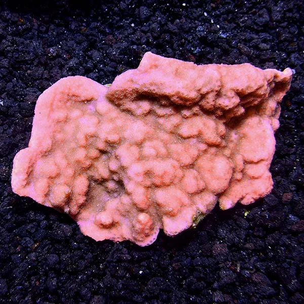 Smooth Encrusting Montipora Coral - Image 2
