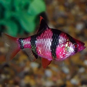 GloFish®, Galactic Purple® Barb