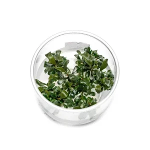 Bucephalandra Pygmy UNS Tissue Culture