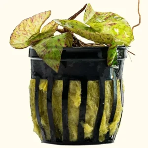 Tiger Lotus Bulb