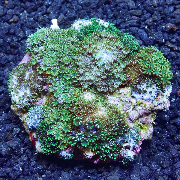 Blue Sympodium Polyp - Image 2