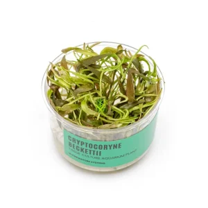 Cryptocoryne Beckettii UNS Tissue Culture