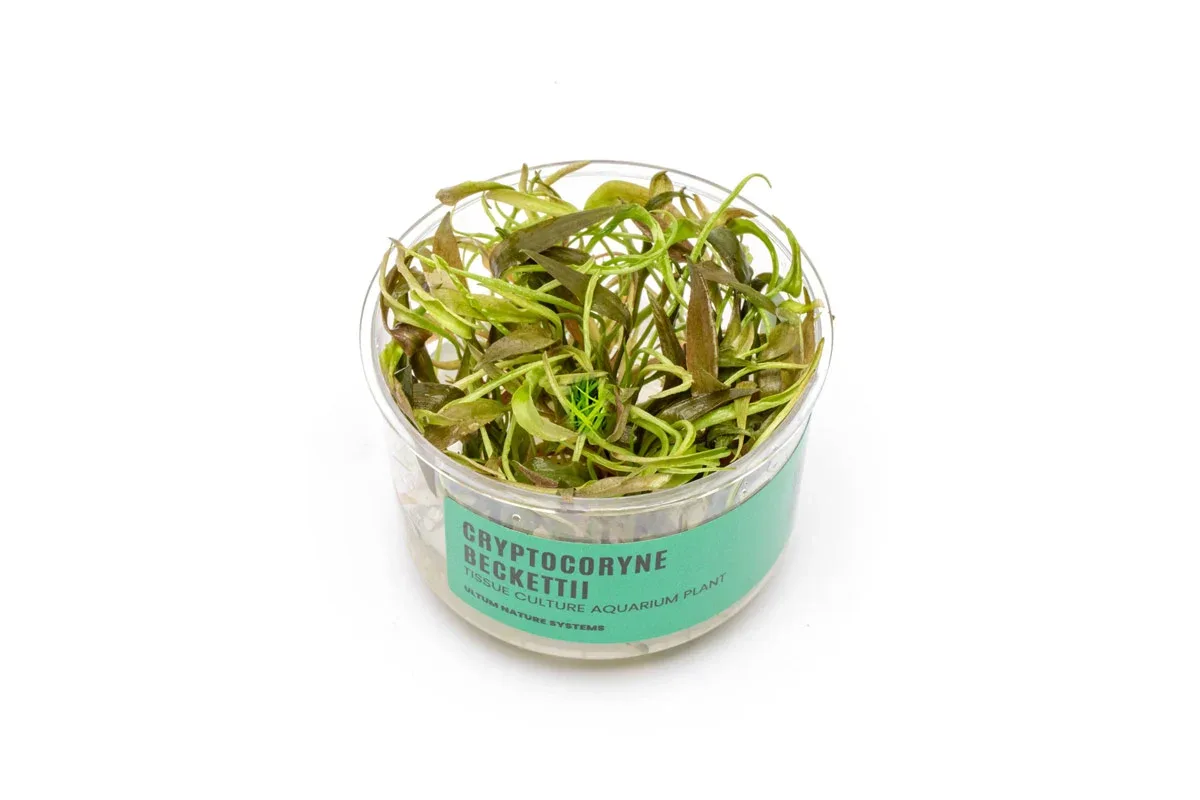 Cryptocoryne Beckettii UNS Tissue Culture