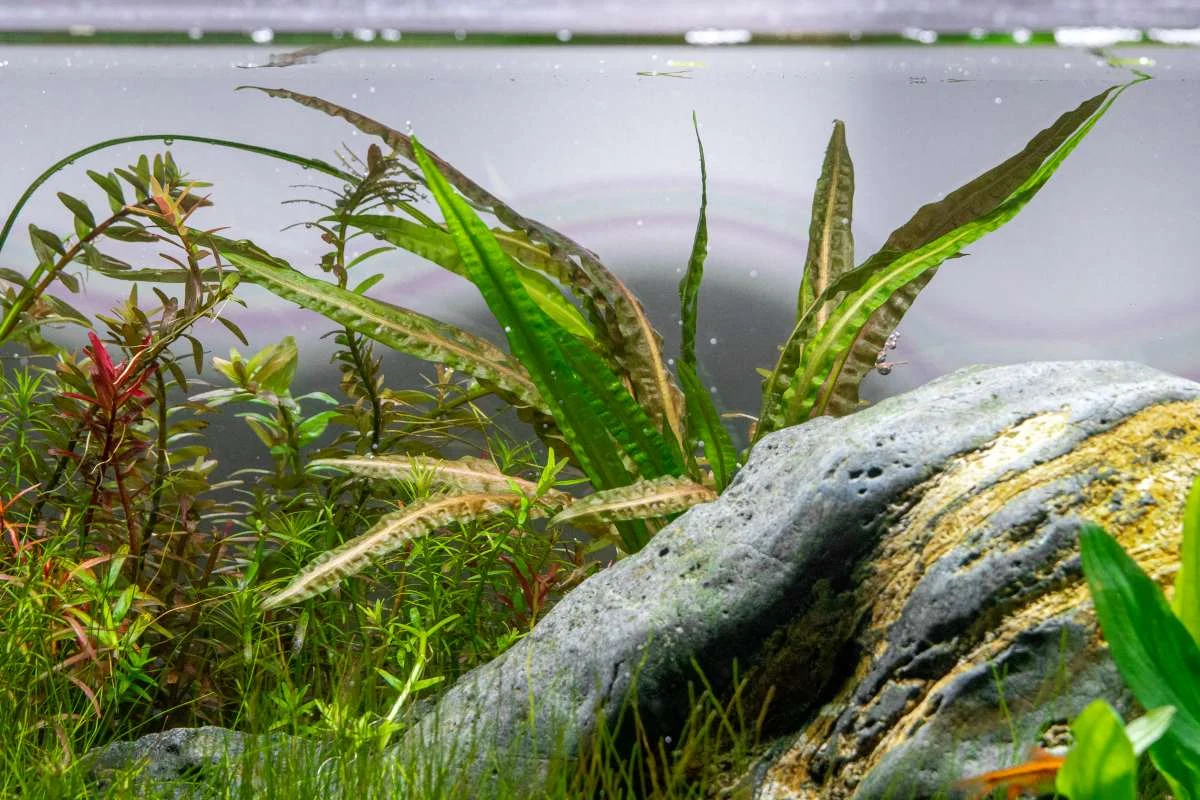 Cryptocoryne Balansae - Image 2