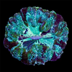 Australian Doughnut Coral