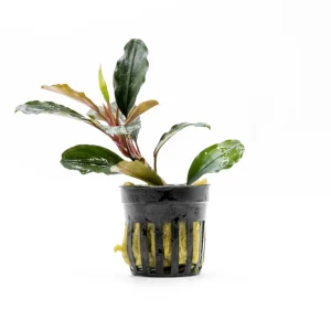 Bucephalandra Theia (Farmed)
