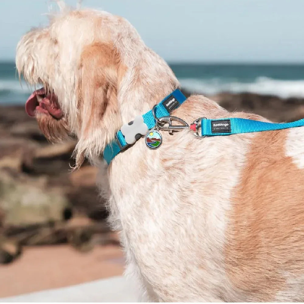 Red Dingo Classic Leash For Dogs (Turquoise) - Image 2