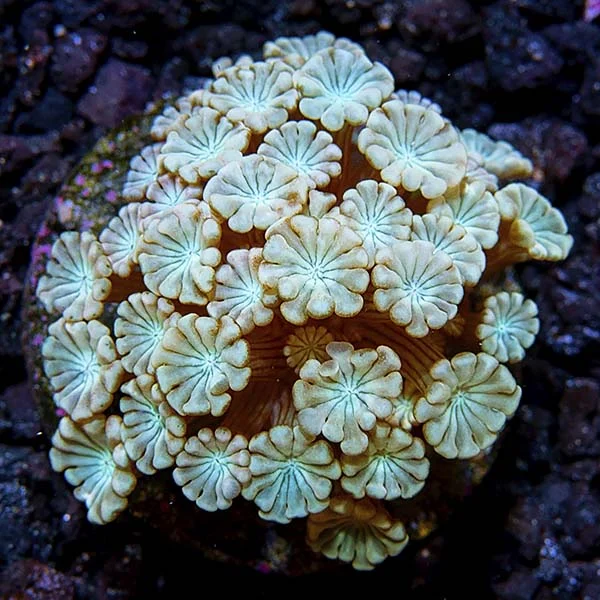 Premium Aquacultured LPS Frag Packs - Image 2