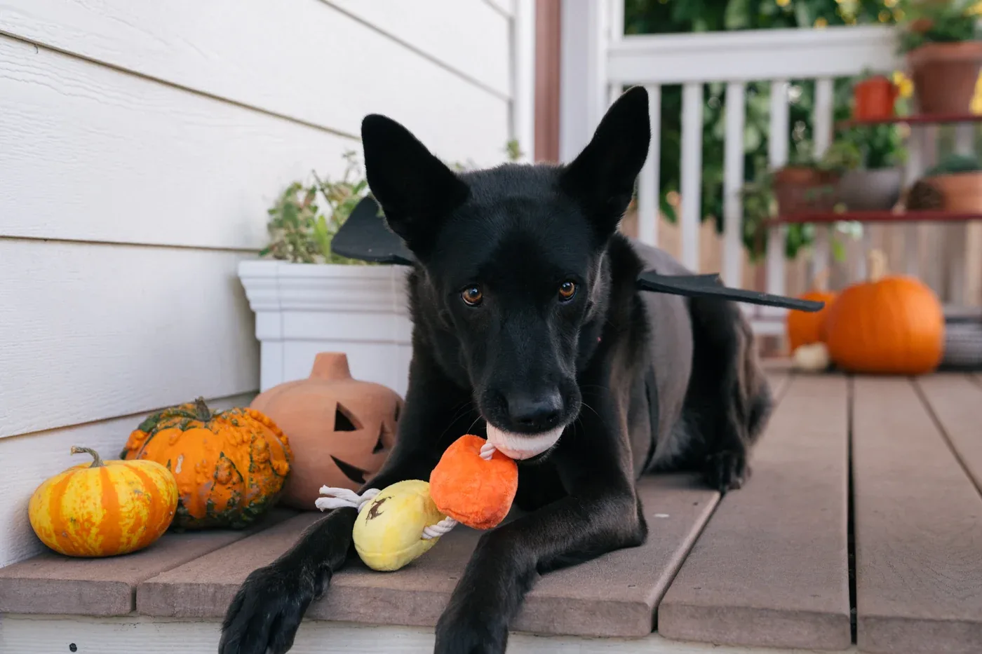 Howling Haunts Canine Corn - Image 2