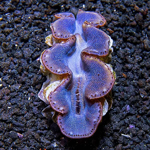 Maxima Clam First Grade, Aquacultured
