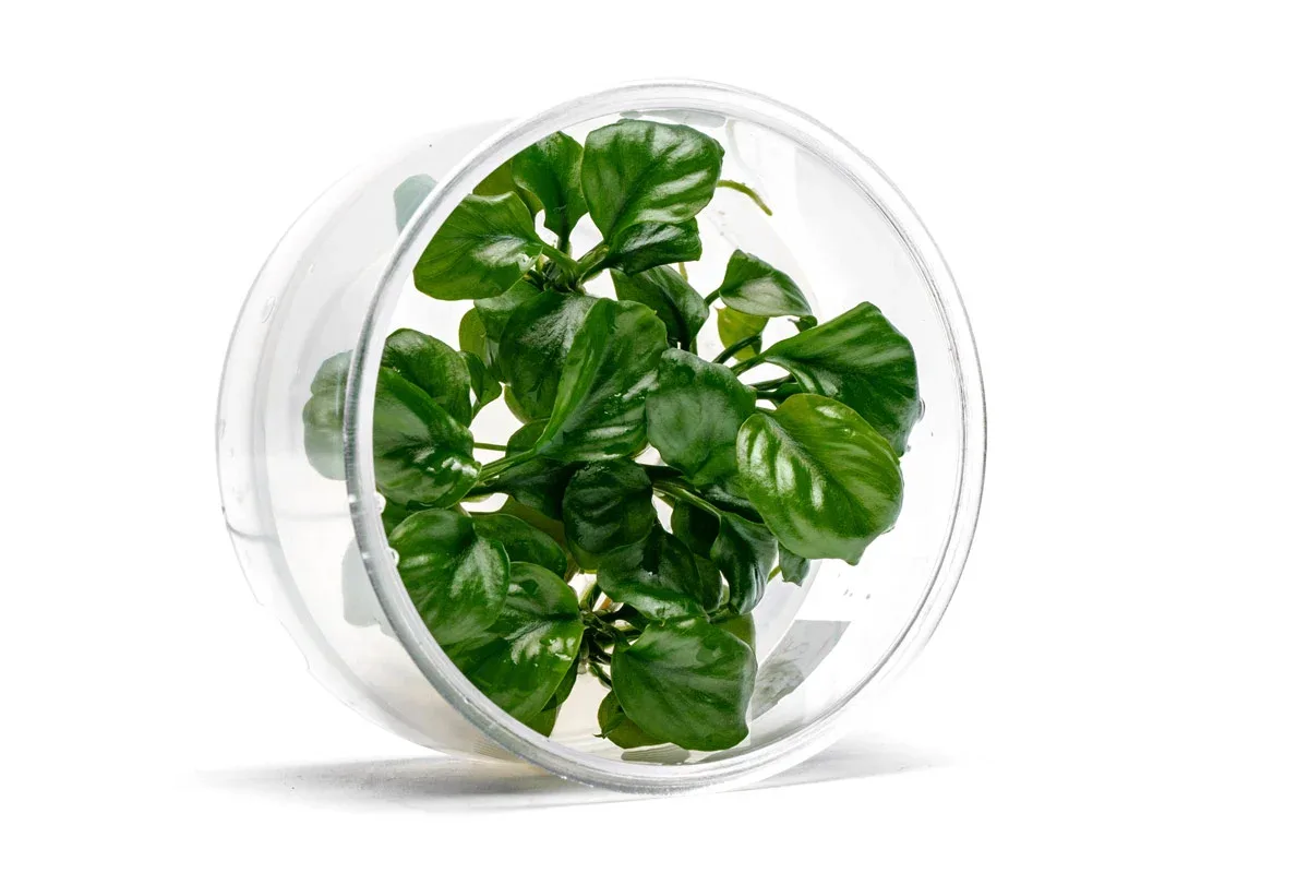 Anubias Golden Coin UNS Tissue Culture - Image 2